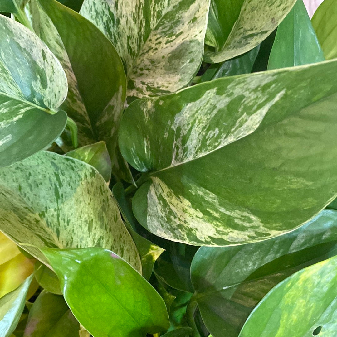 Pothos Marble Queen