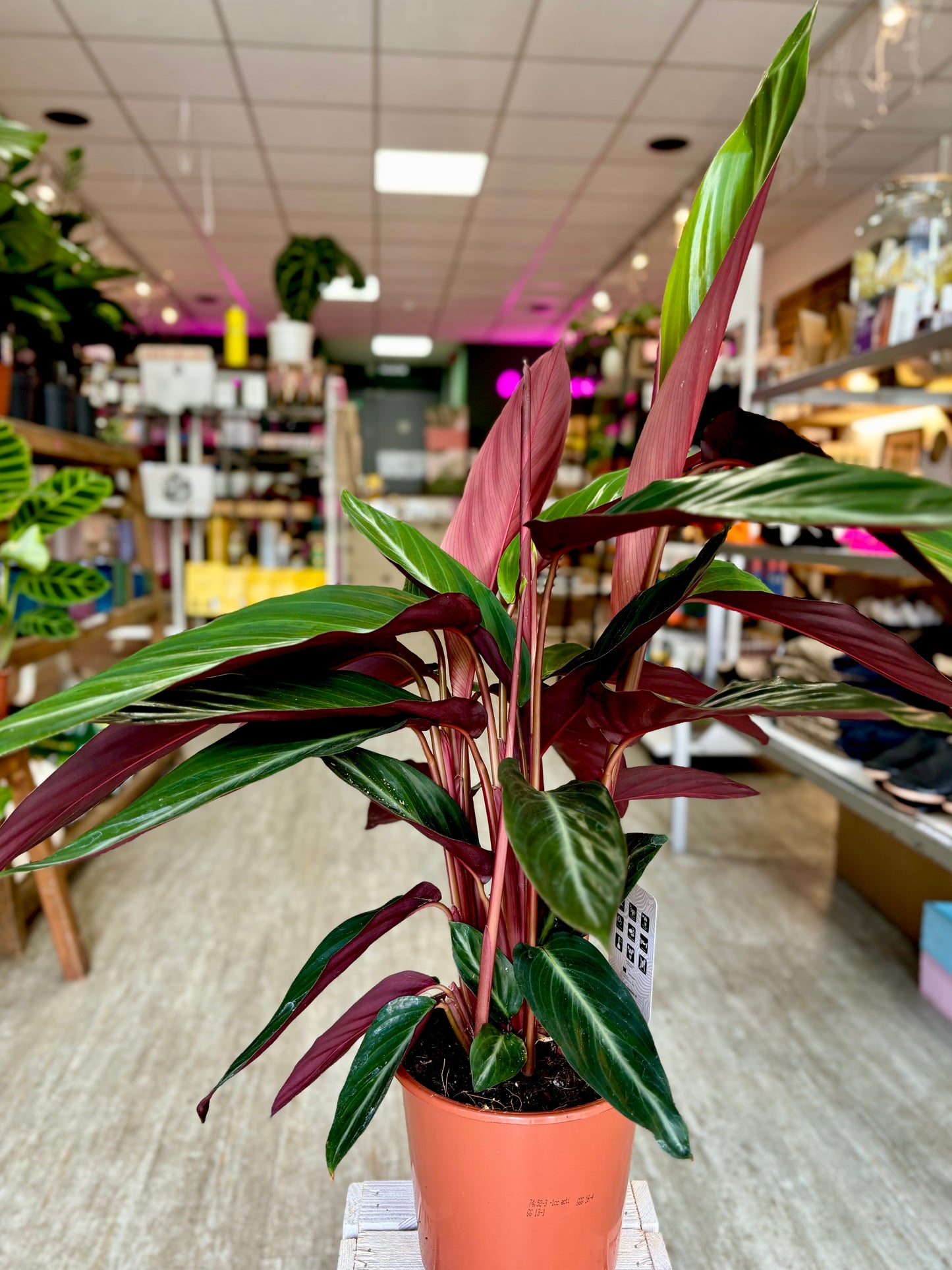 Calathea Stromanthe