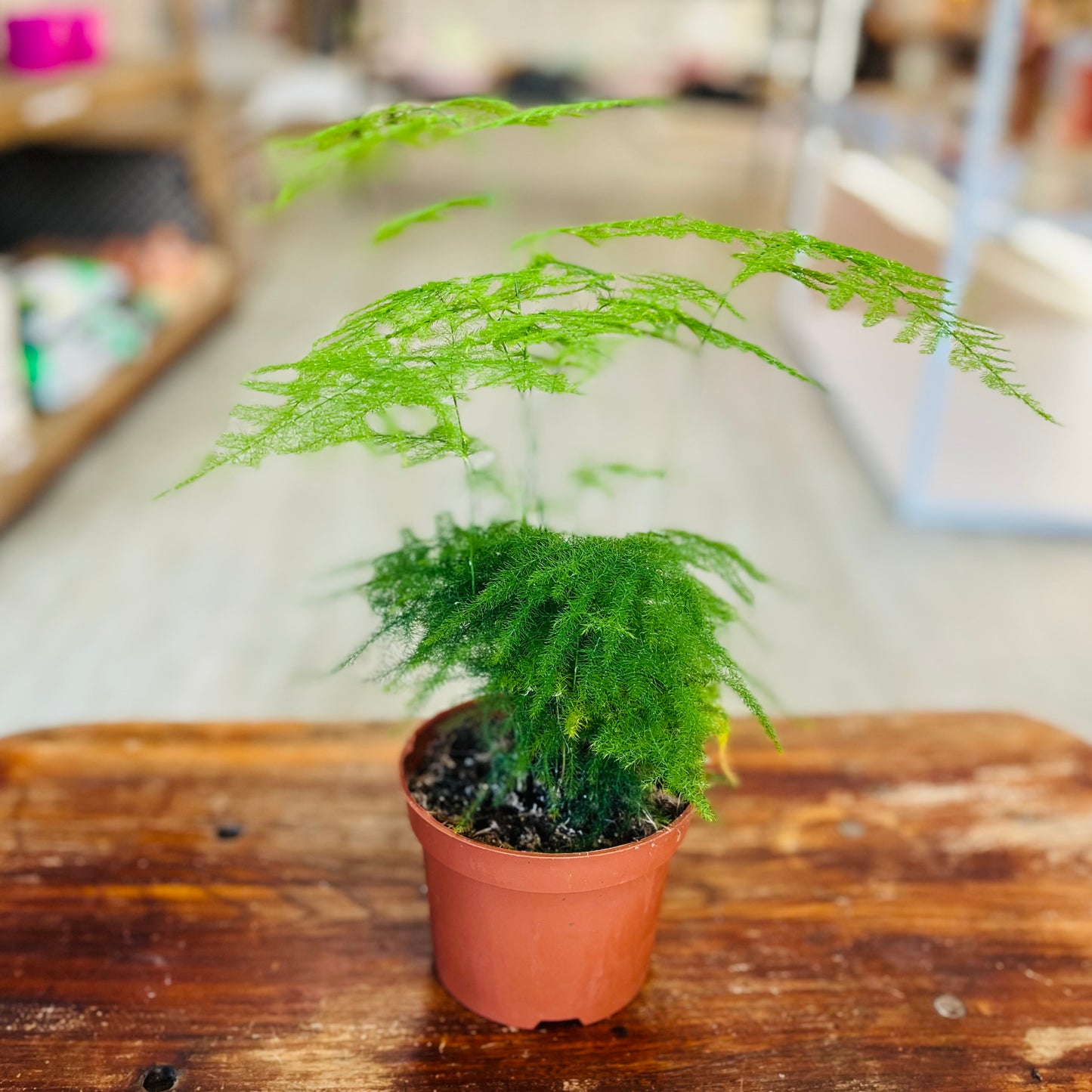 Asparagus Fern