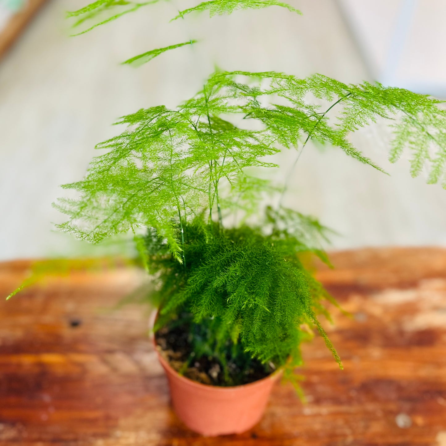 Asparagus Fern