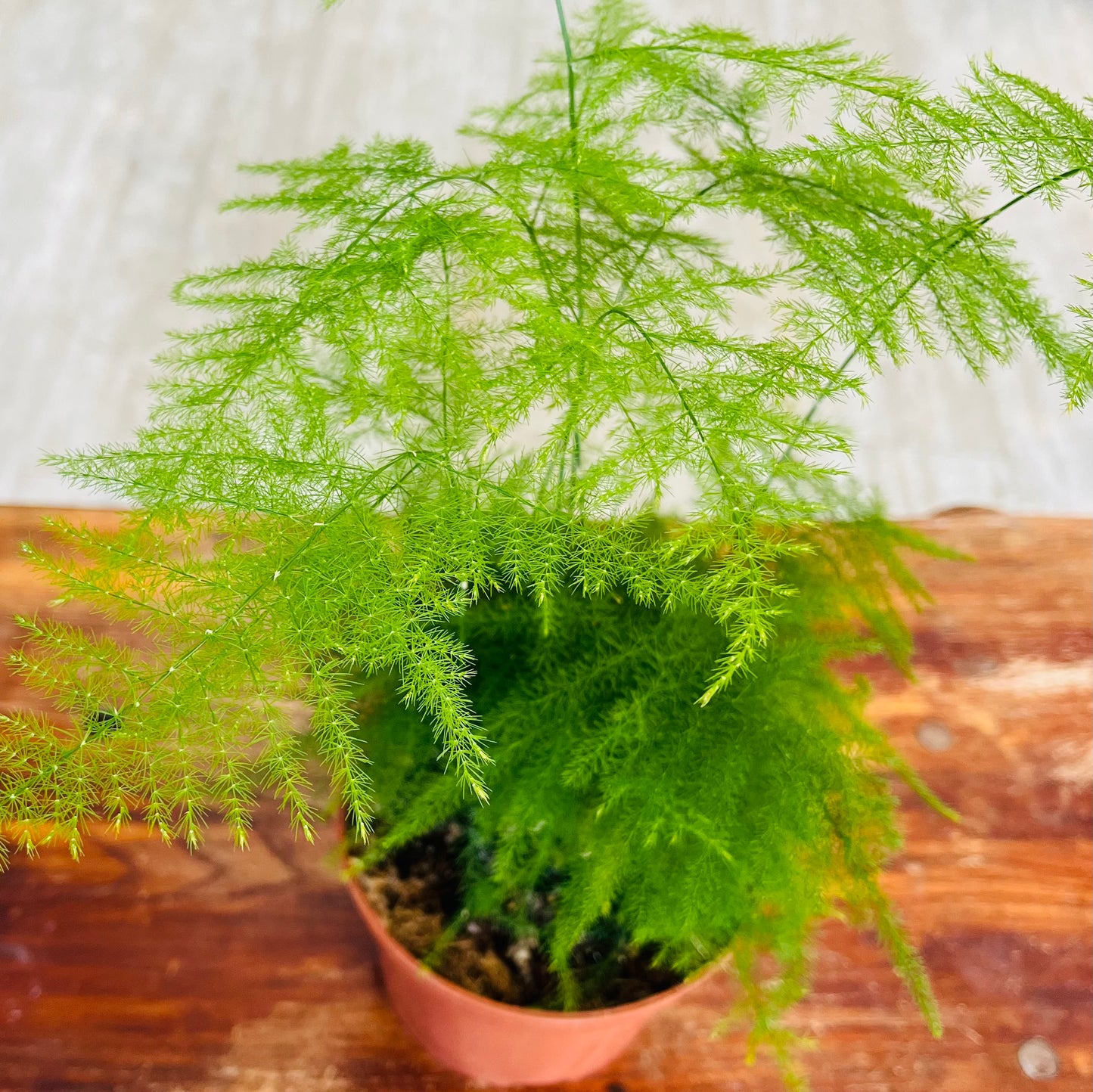 Asparagus Fern