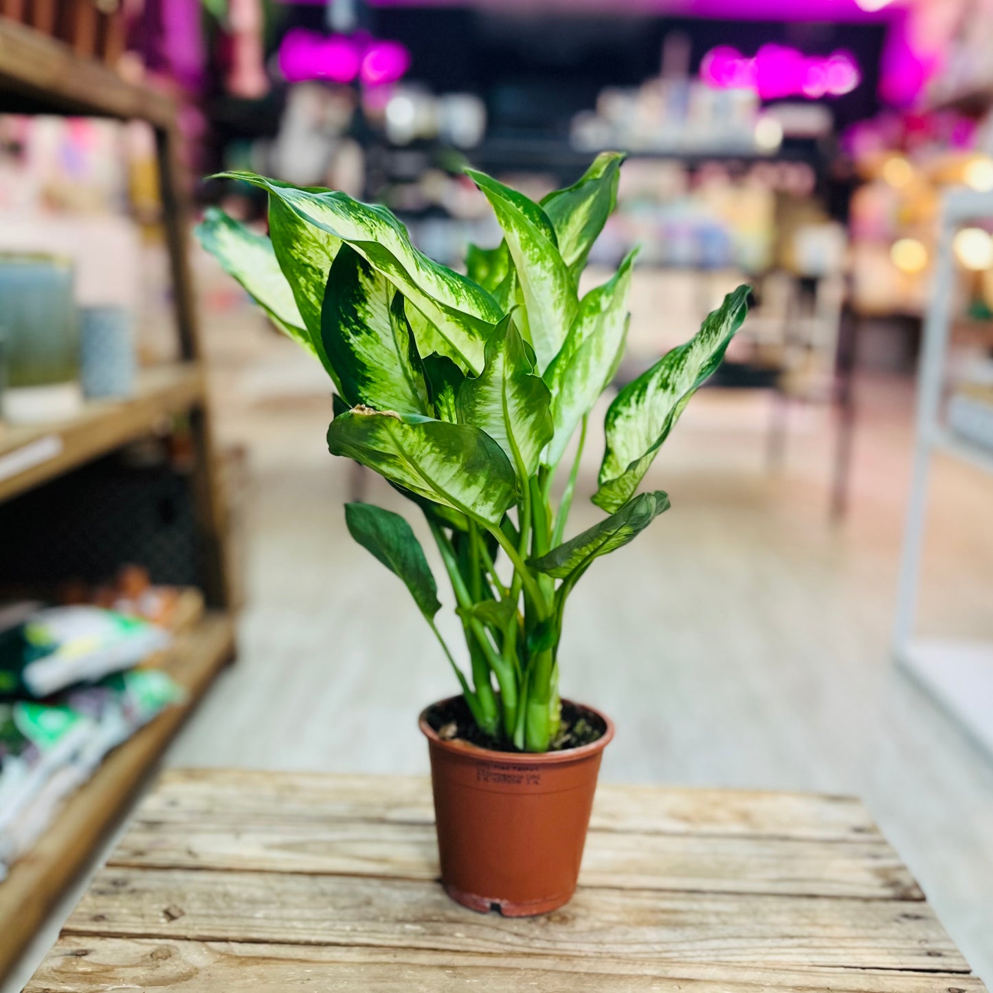 Dieffenbachia