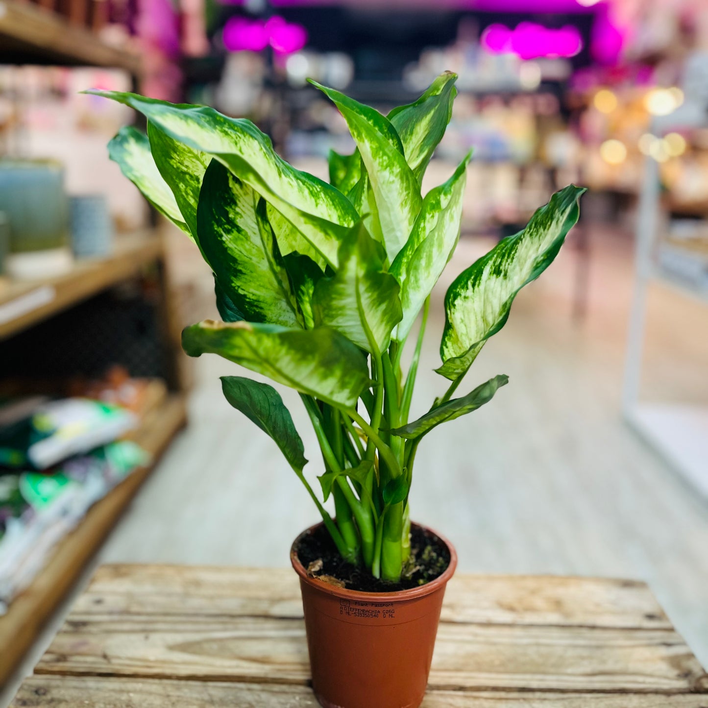 Dieffenbachia