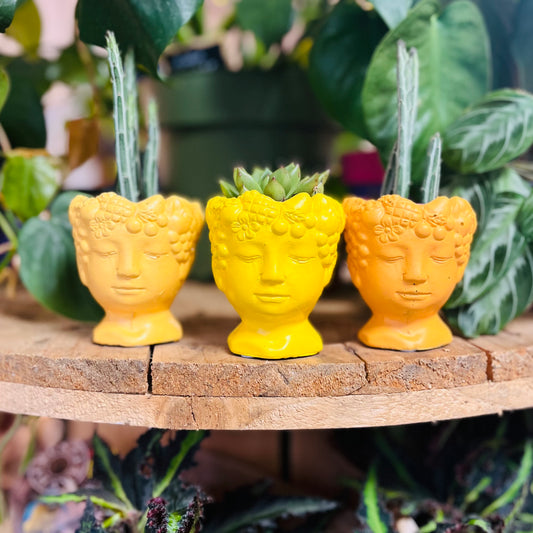 Fruity Head Mini Plant Pot