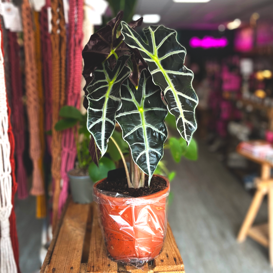 Alocasia Amazonica