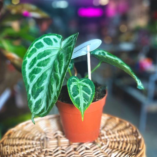 Anthurium Silver Blush