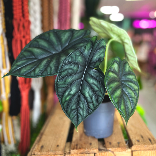 Alocasia Dragon Scale