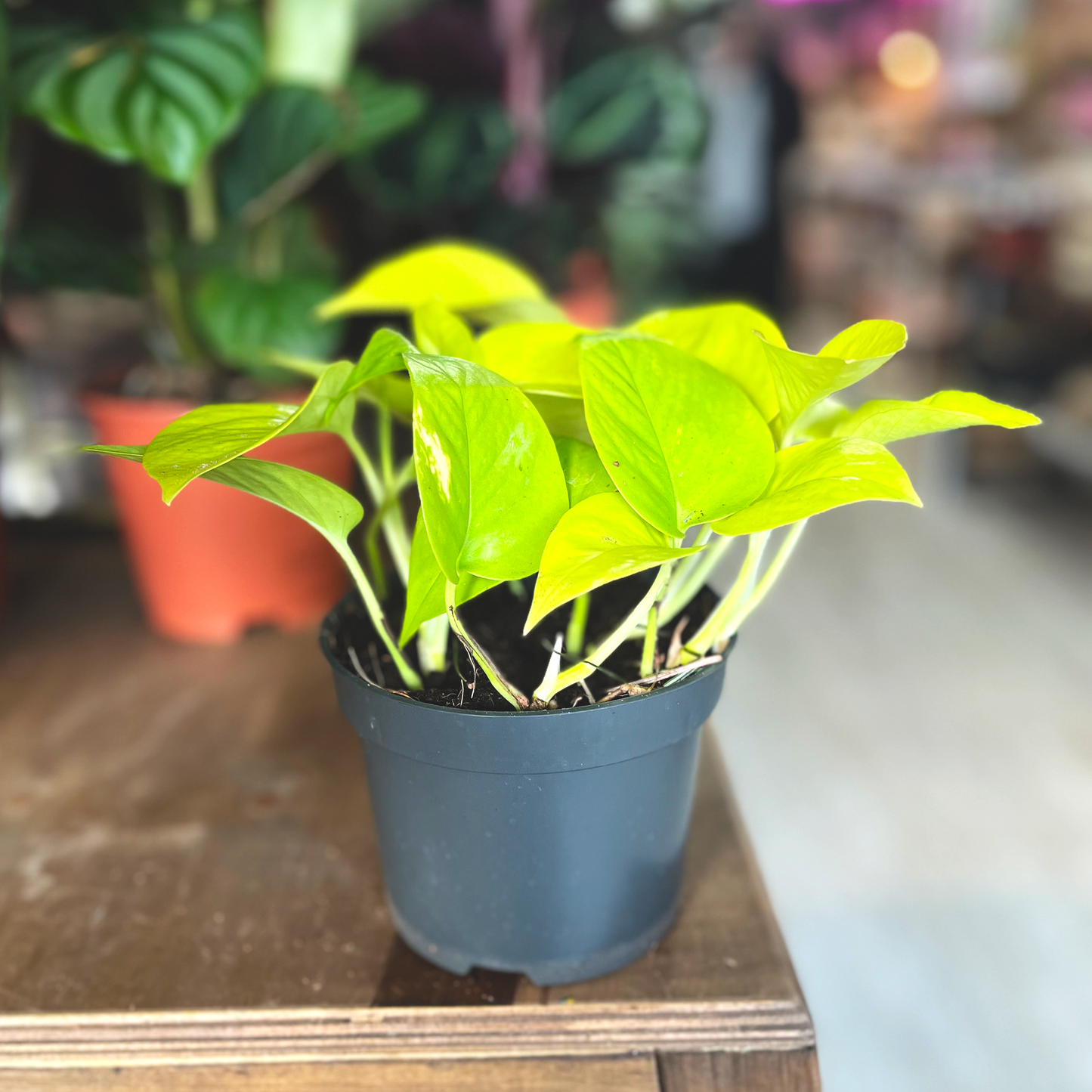 Golden Pothos