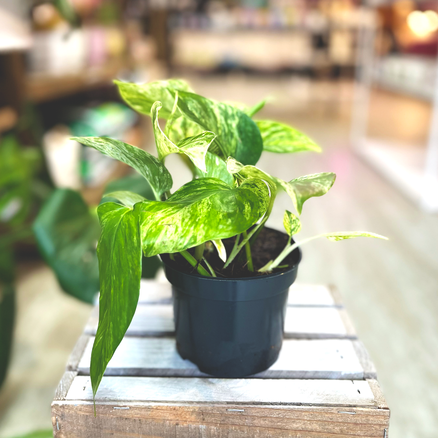 Pothos Marble Queen