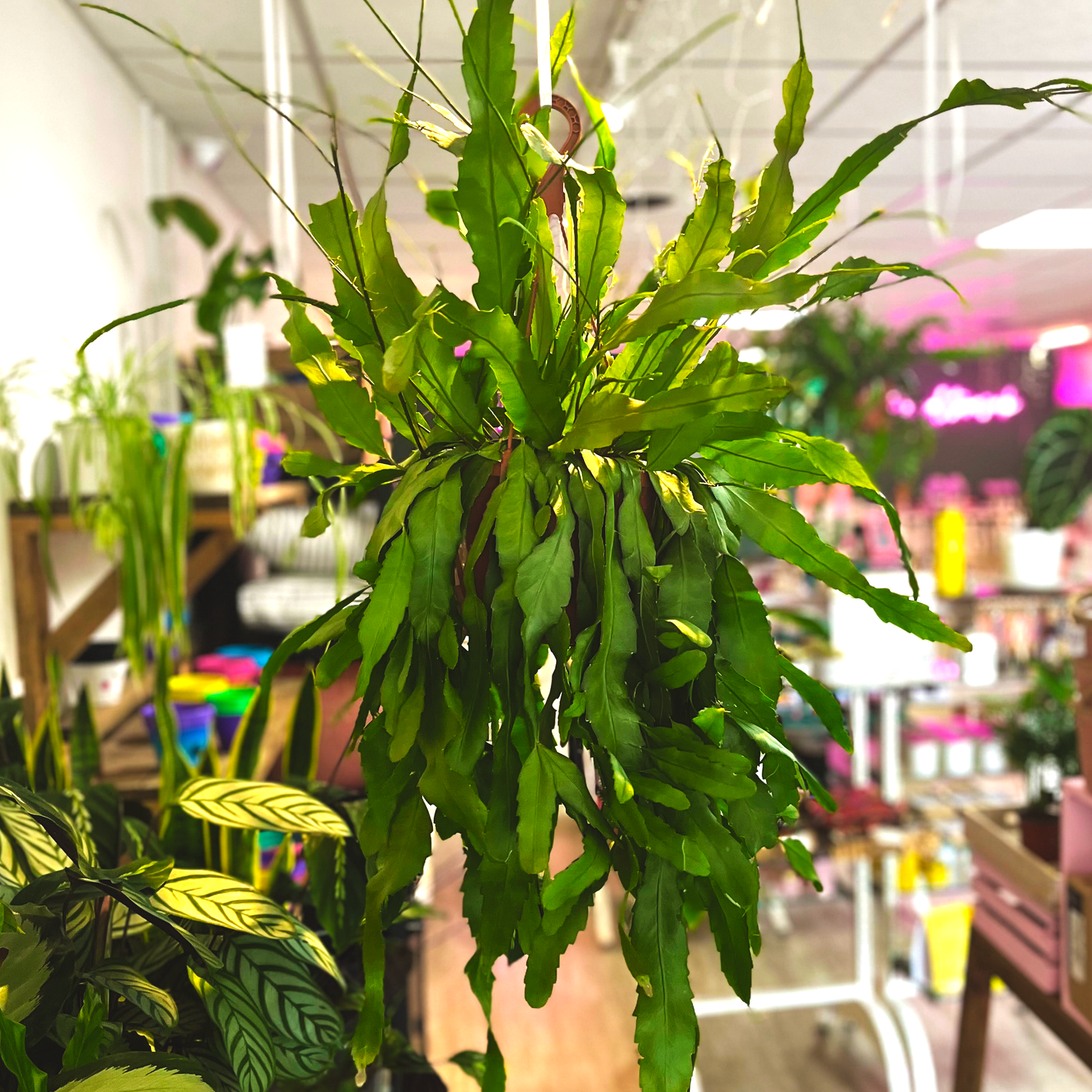 Red Mistletoe Cactus