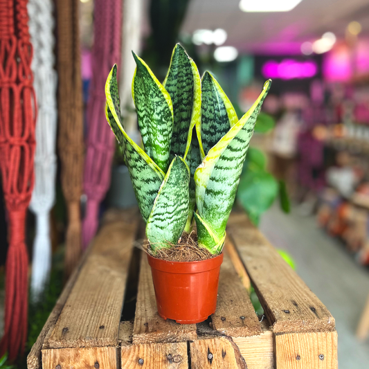 Sansevieria Snake Plant