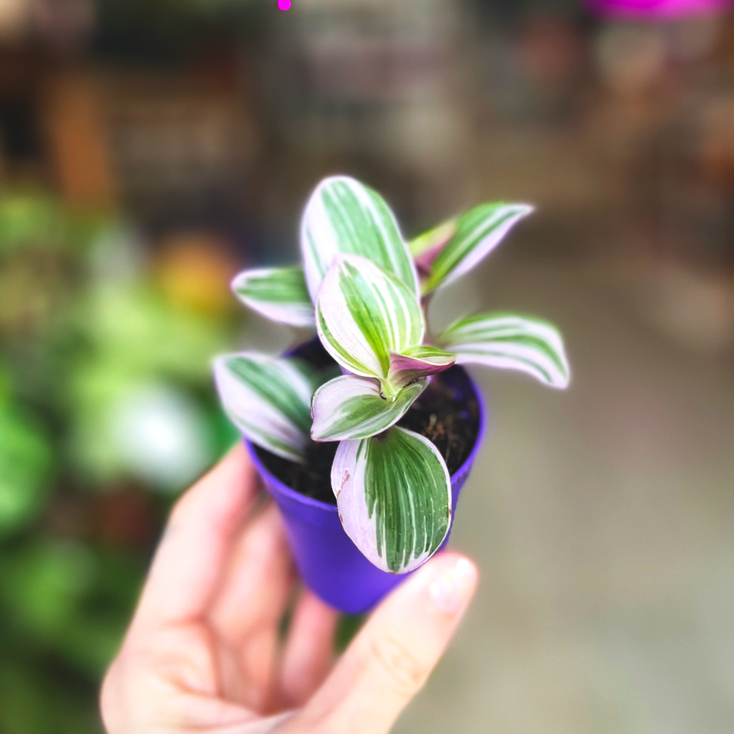 Tradescantia Nanouk (6cm)