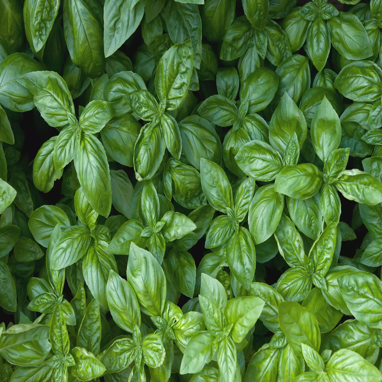 Basil essential oil