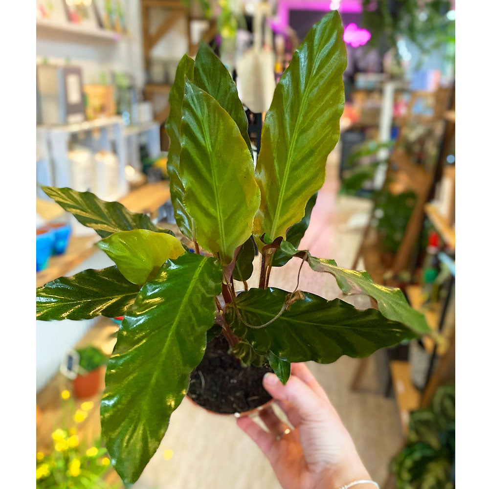 Calathea Furry Feather