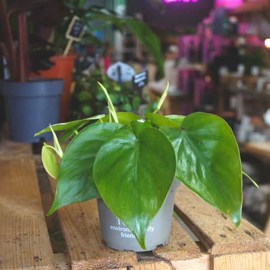 Philodendron Scanden