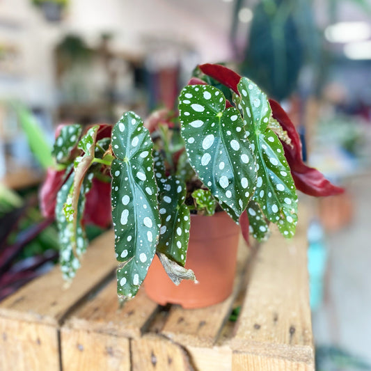 Begonia Maculata