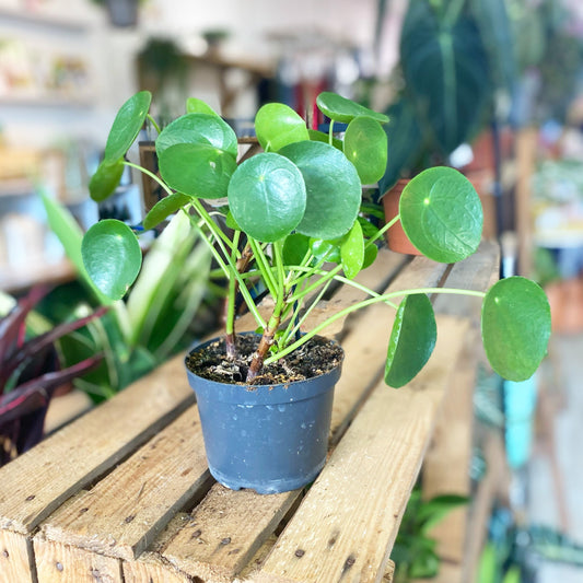 Pilea Moneyplant